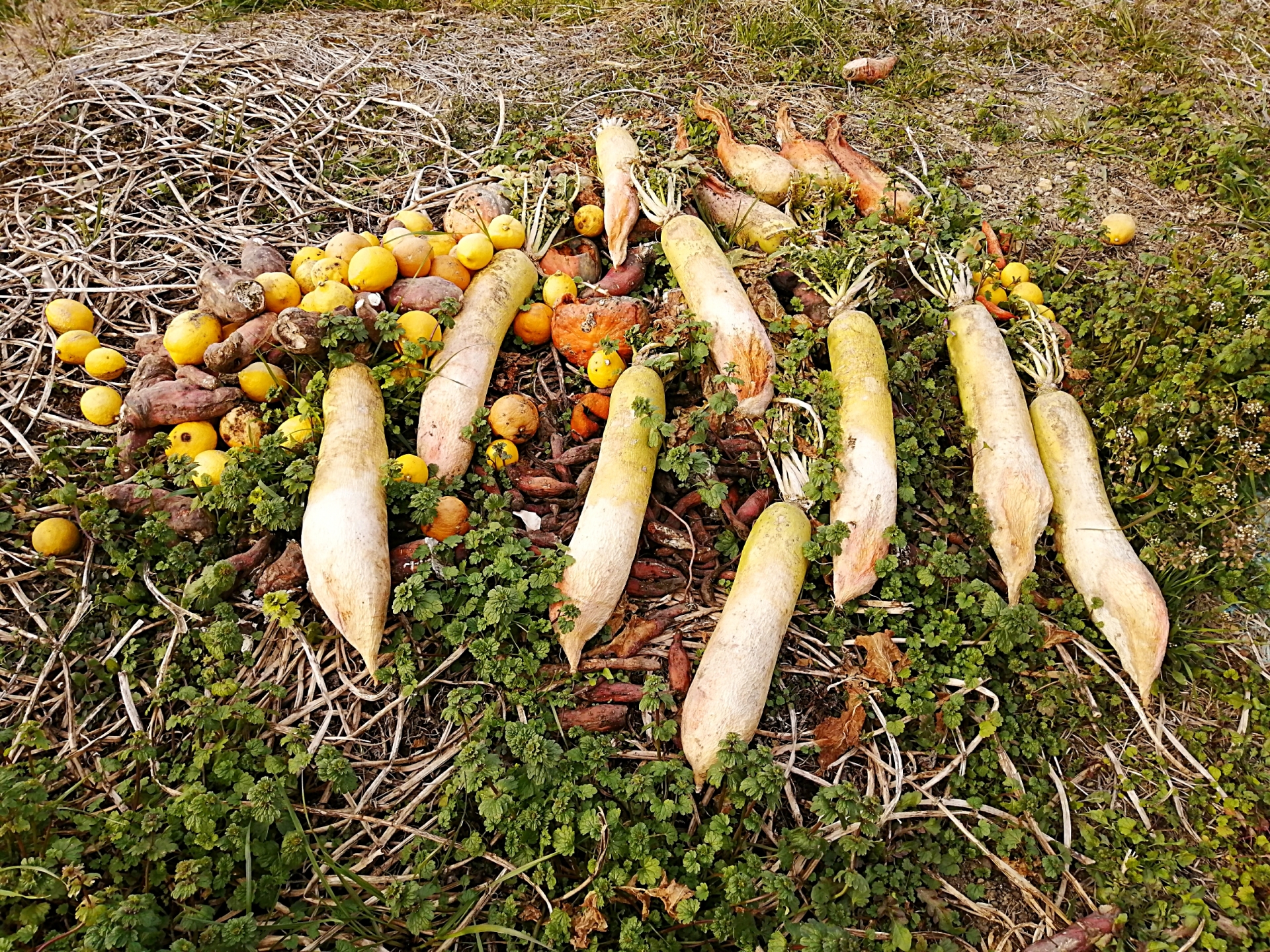 野菜の廃棄を減らすには？　廃棄野菜の現状と取り組みをご紹介！